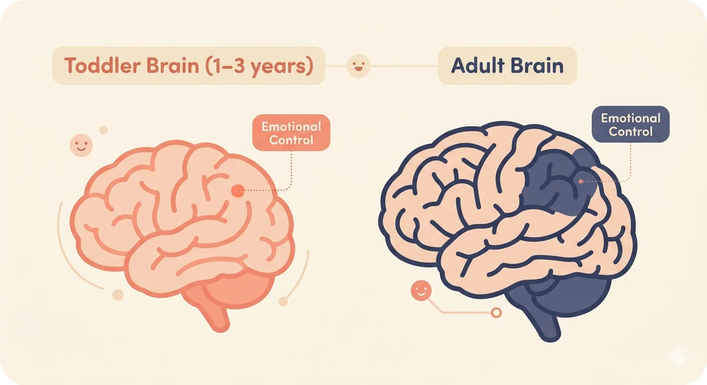 Illustration comparing toddler brain emotional control to adult brain development
